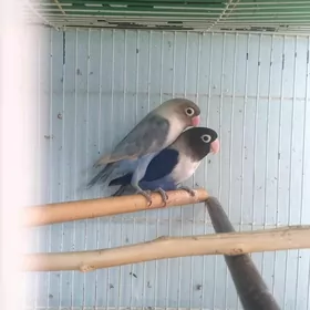 попугаи неразлучники