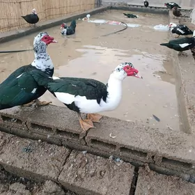 ördek indautka indautga