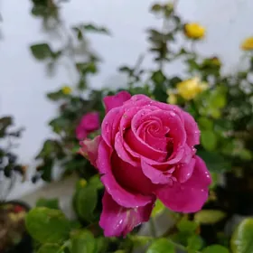 Roza  Gul.Karlik gul nahaly