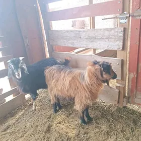 çewiş ikisem erkek