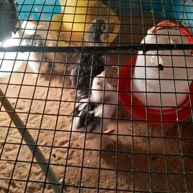 Brama jùÿje Brama myram jùÿje