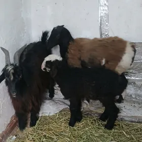 Goyun tokly geçi owlak