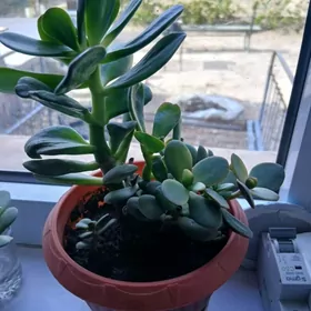 Цветы денежные