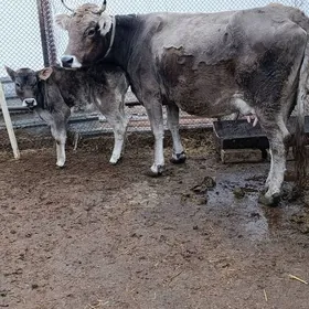 arginal śwes göleli sygyr