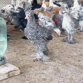 BRAMA WE BALGAR JUYJELER