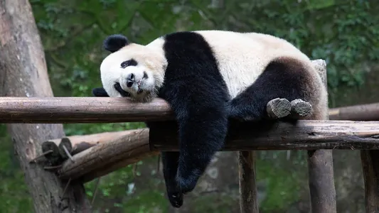 Ýaponiýadaky iň soňky pandalar ýurtdan gidýär