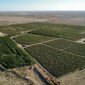 Paulownia,Pawlowniya,Павловния
