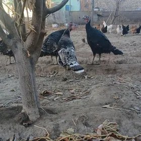 ундик тавук