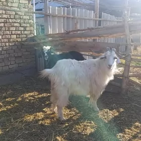 Erkeç bakylan semiz