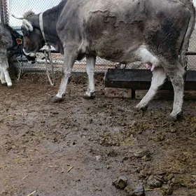 şwes tohum göleli sygyr