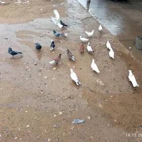 KESEL YOK ARASSA UCUMY GOWY