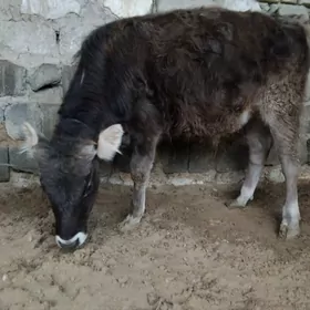 ŞWES OKUZ YERLI MAL