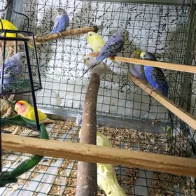 walnisty попугай