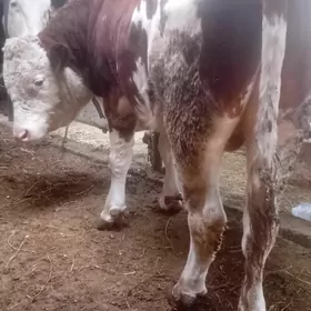 сментал окуз