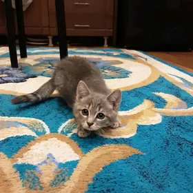 ШОТЛАНДЕЦ В ДОБРЫЕ РУКИ