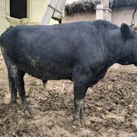 Семиз Окузлер