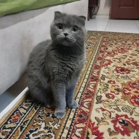 Вислоухая кошка в добрые руки