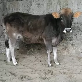 ŞİBES ÖKÜZ WE TÜWE