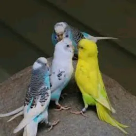 popugay попугай gus