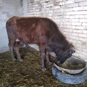 öküz 2 ýaşap barýan 2sany