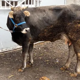 Arginal goleli sygyr