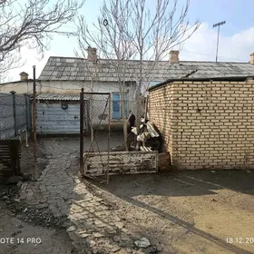 kawkazki kocede satlyk jay