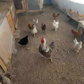 satlyk towuklar we juyjeler