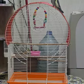 Кореллы парные