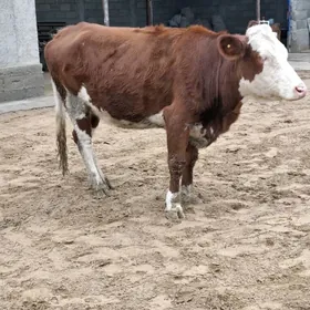 SÌMMENTAL BOGAZ SYGYR