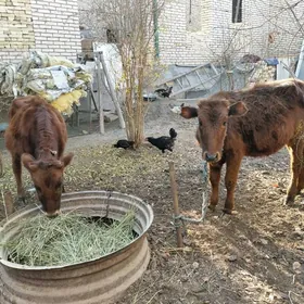 Сатлык унажынлар!