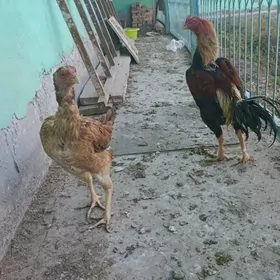 байсовый товук