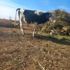 Окуз арасса мал