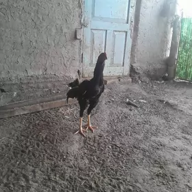 парода хораз