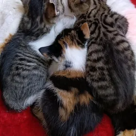 кошка, котёнок, pişik