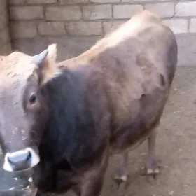 таналы сыгыр