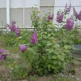 Сирень саженцы