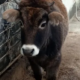 Arassa swes Tohum tuwe