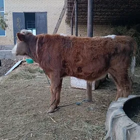 2 sany parodny öküz