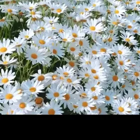 ромашка садовая рассада