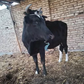 пародный сыгыр