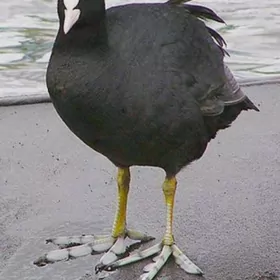 свежие утки и качкалдаки