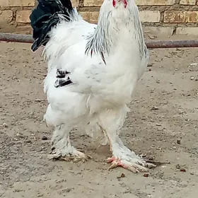 брама тройка