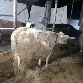 okuzler I goleli sygyr