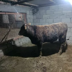 tohum bakda duran okuz