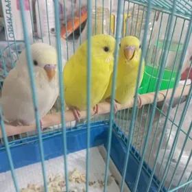 попугай popugay