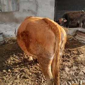 Satlyk bakylan sygyr