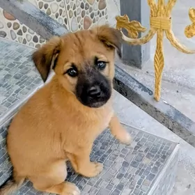 щенки в добрые руки