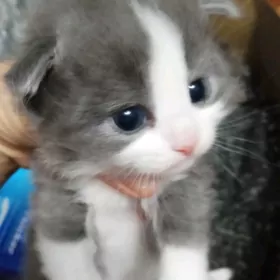 Вислоухий котенок