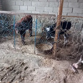 2 sany Göleli Sygyr