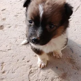 gürjü güjük 1aýlyk